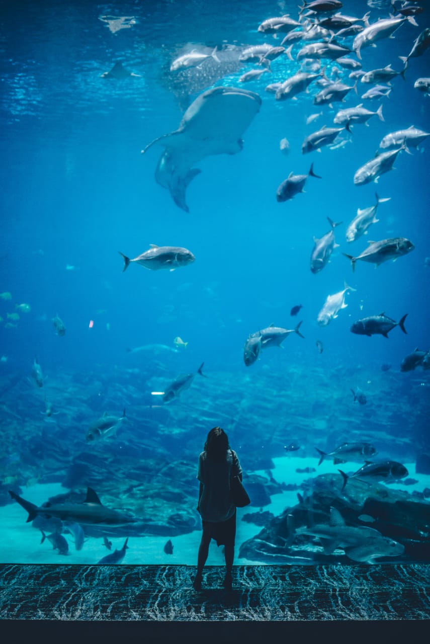 05 Nights / 06 Days | Dubai with Abu Dhabi Day Trip |