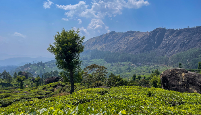 Munnar Thekkady Kumarakam  Alleppey  Kovalam